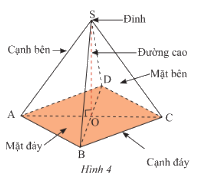 Lý thuyết Hình chóp tam giác đều – hình chóp tứ giác đều SGK Toán 8 - Chân trời sáng tạo 2