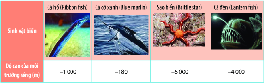 Trả lời Vận dụng 2 trang 55 SGK Toán 6 Chân trời sáng tạo 1