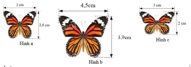 Trắc nghiệm Bài 4: Hai hình đồng dạng Toán 8 Chân trời sáng tạo 0 18